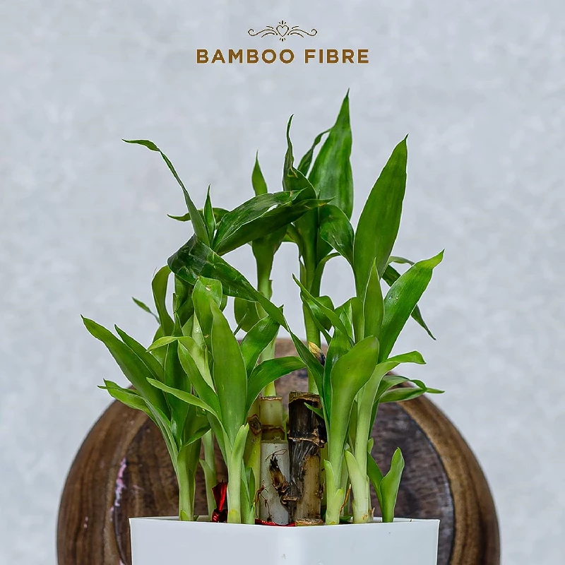 PEESAFE Organic Cotton Biodegradable Sanitary Pads, 10 Pads-5.webp